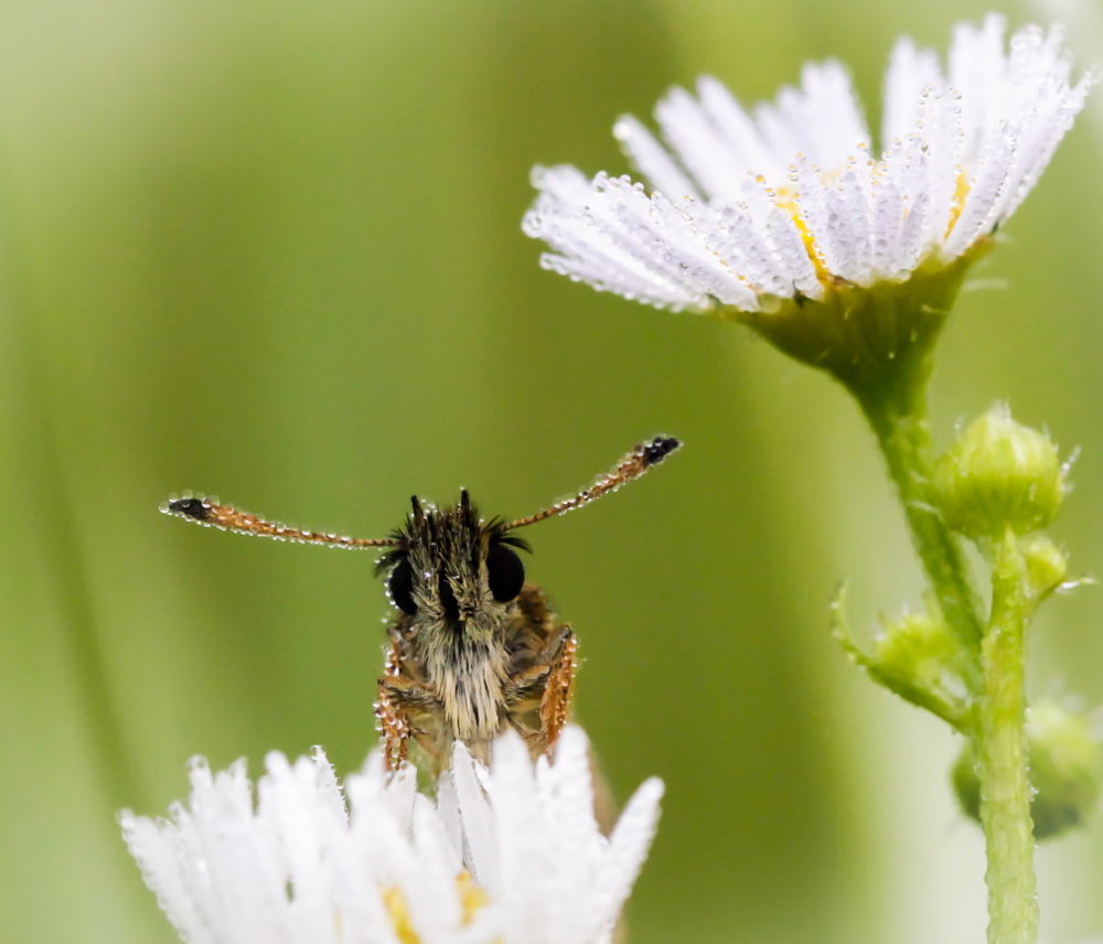7. Platz Sieglinde Senser